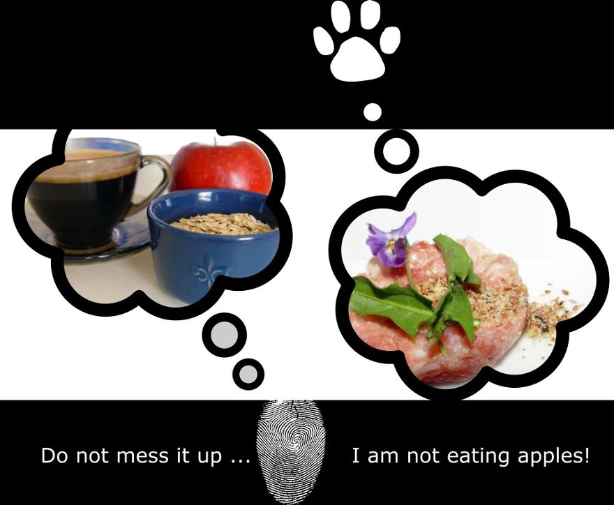 My Cat Is More Famous Than Me