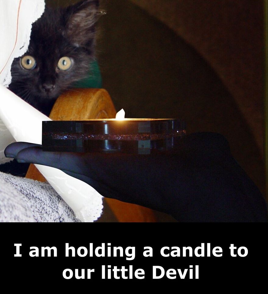 My Cat Is More Famous Than Me