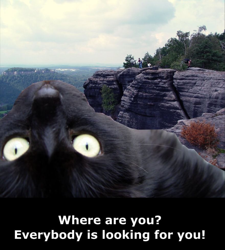 My Cat Is More Famous Than Me