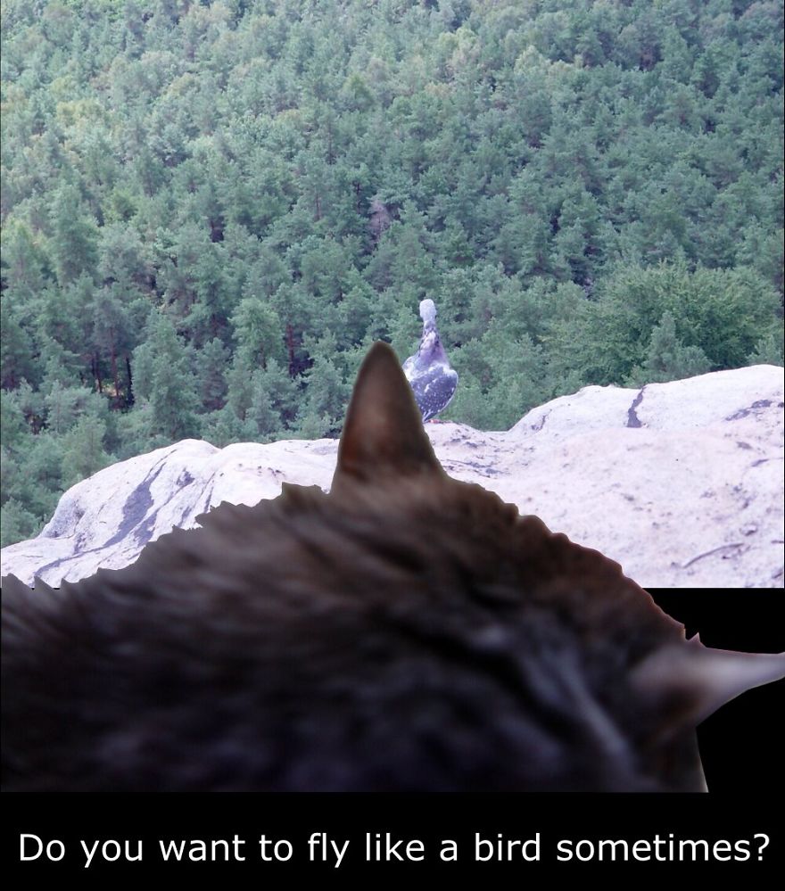 My Cat Is More Famous Than Me