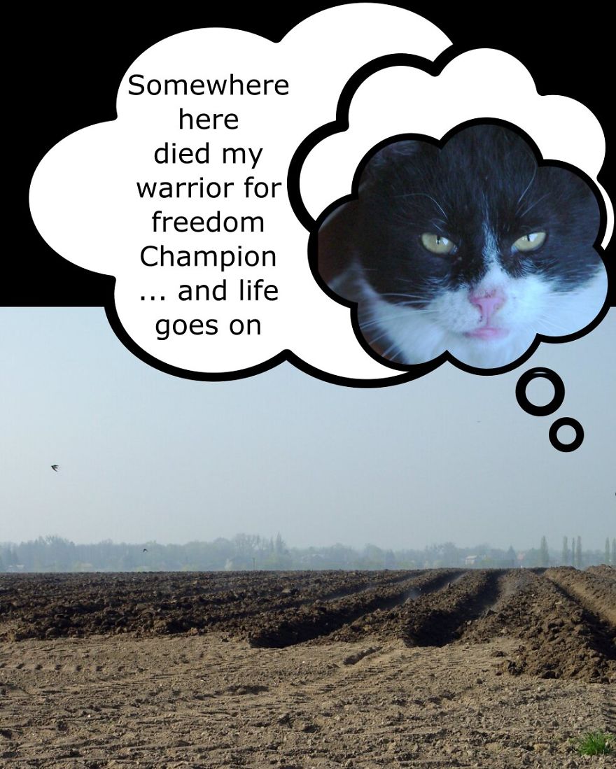 My Cat Is More Famous Than Me