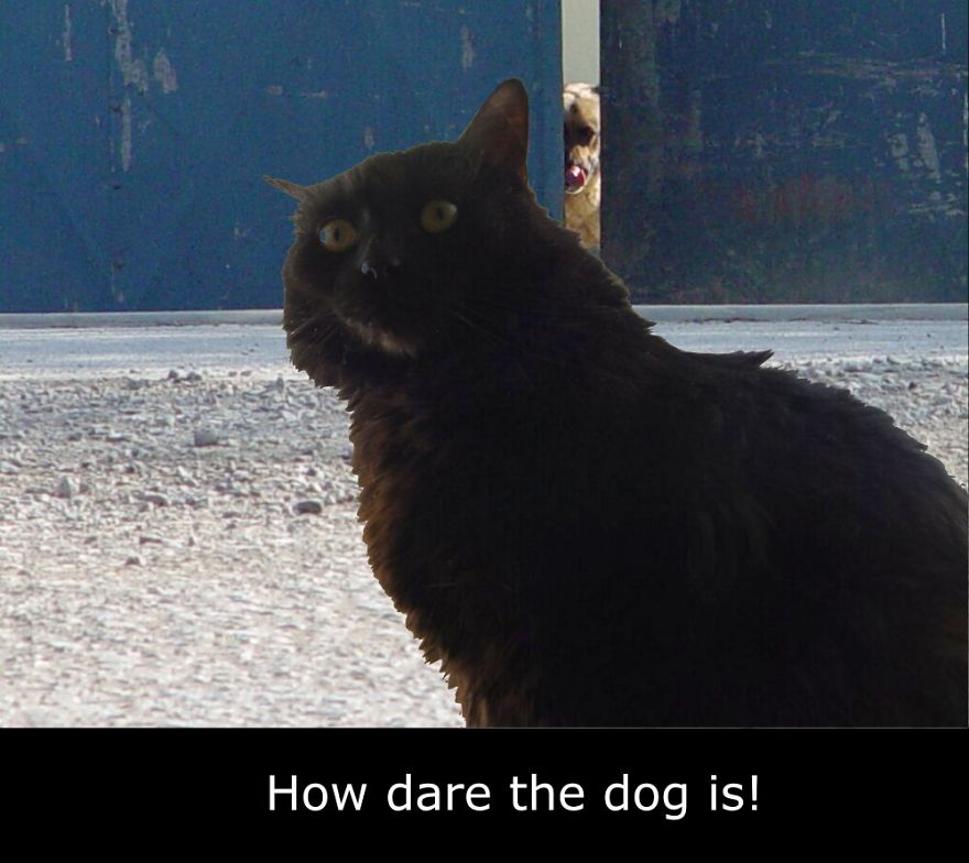 My Cat Is More Famous Than Me