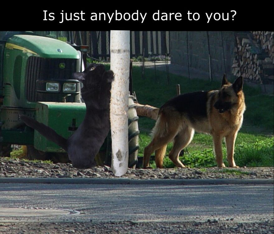 My Cat Is More Famous Than Me