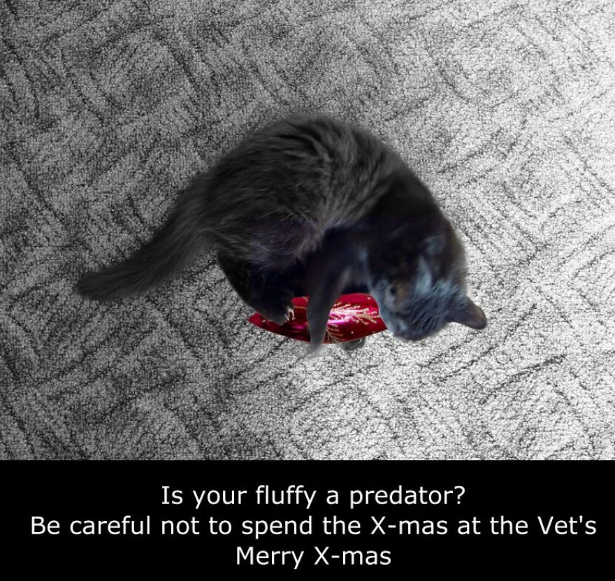 My Cat Is More Famous Than Me