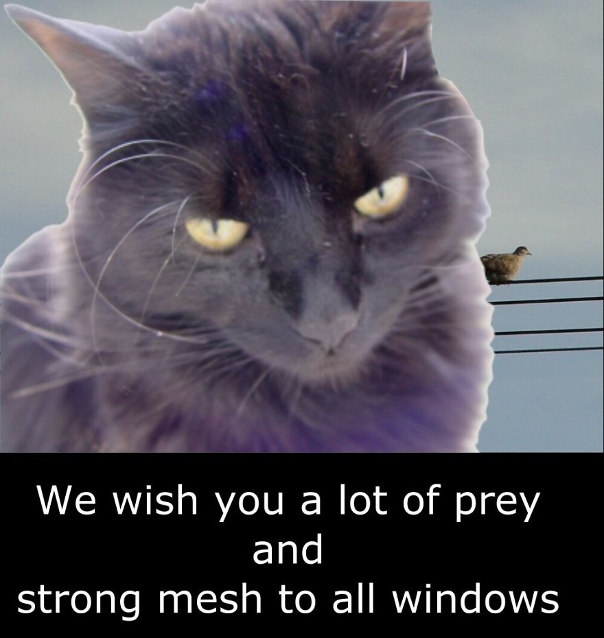 My Cat Is More Famous Than Me