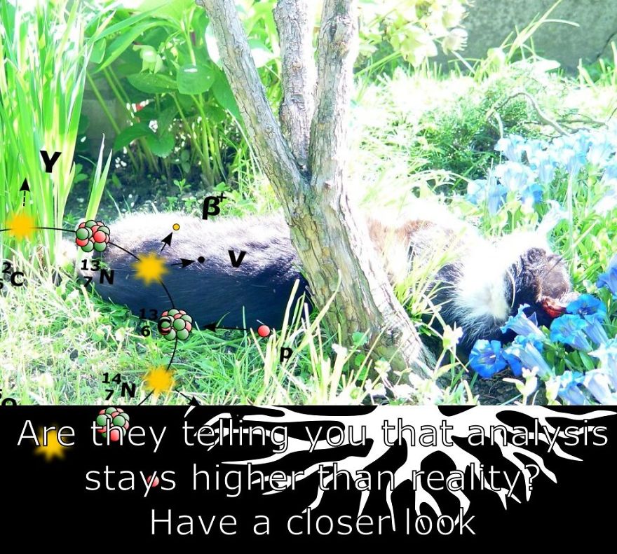 My Cat Is More Famous Than Me