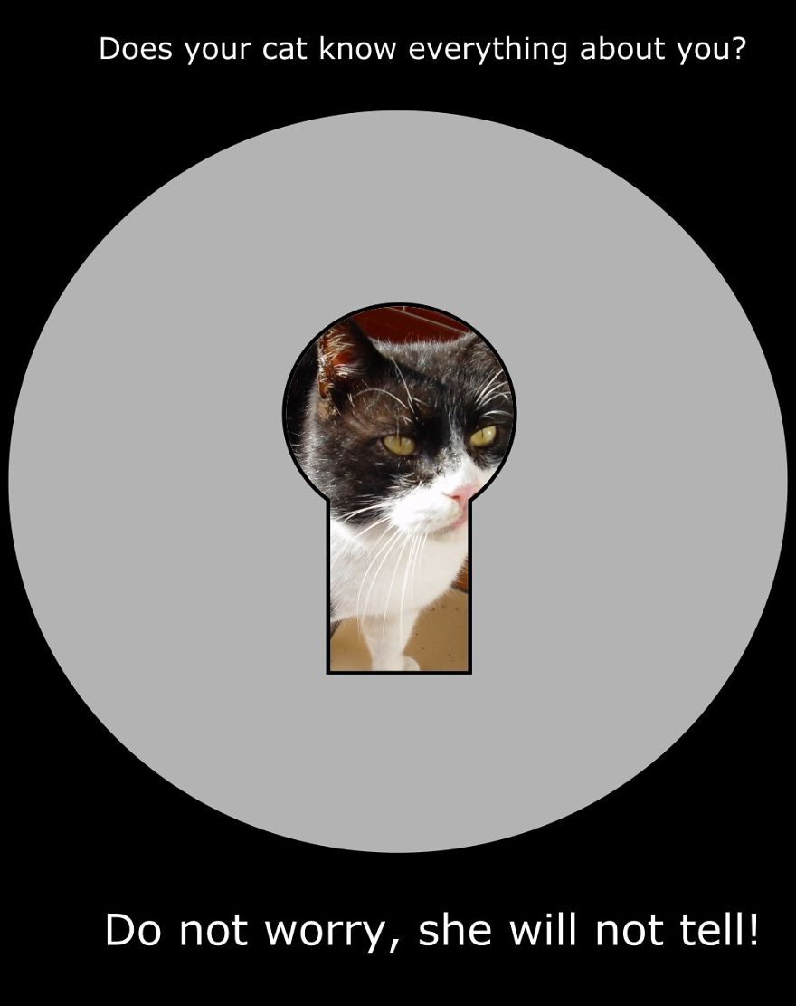 My Cat Is More Famous Than Me