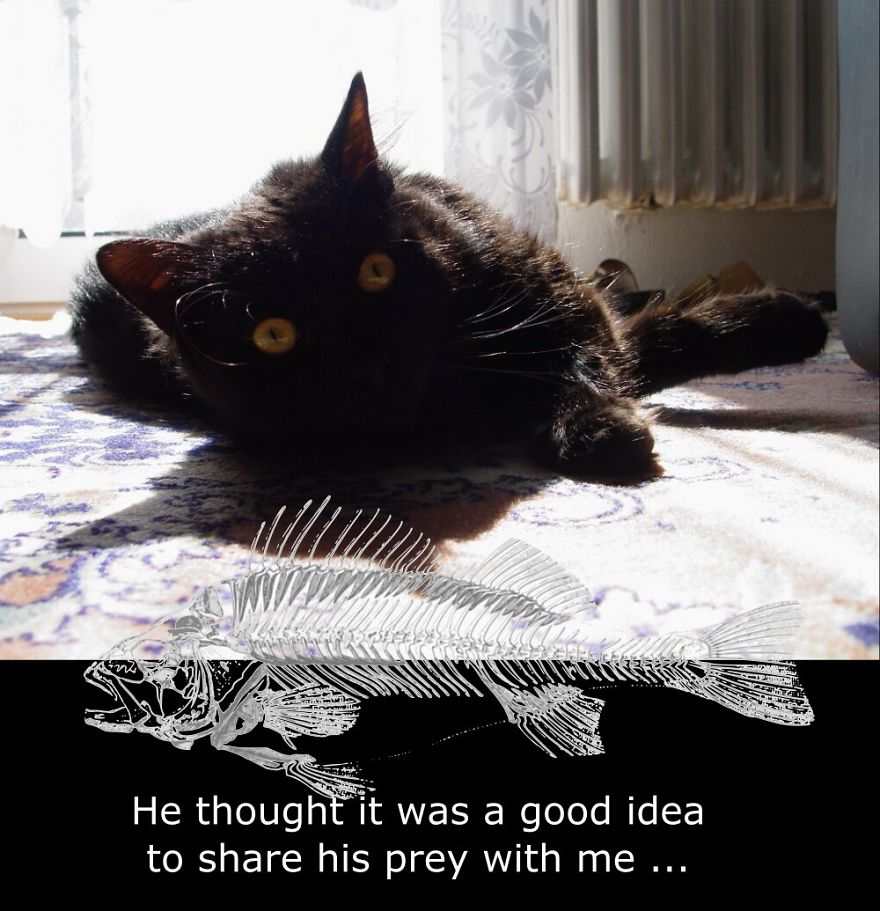 My Cat Is More Famous Than Me