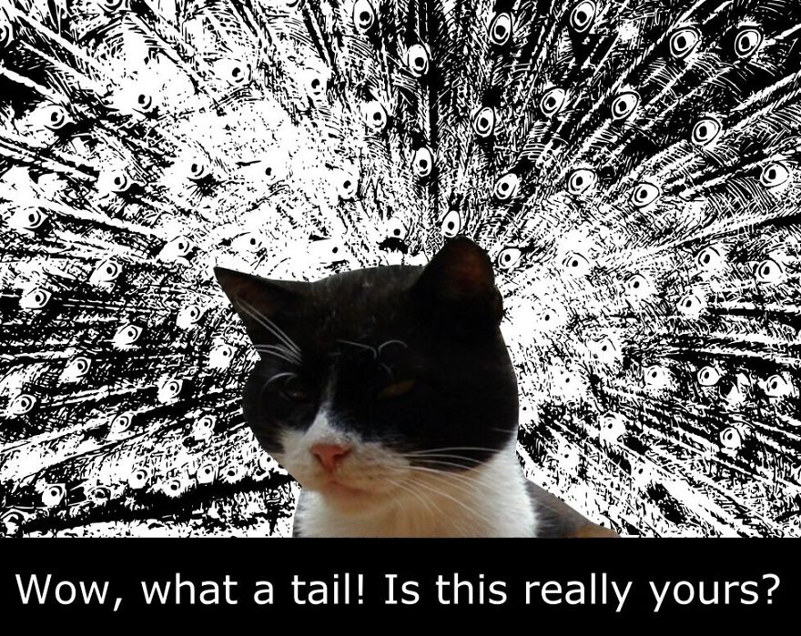 My Cat Is More Famous Than Me