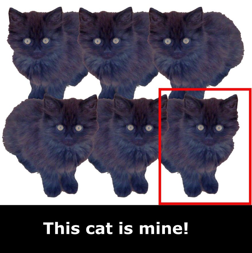 My Cat Is More Famous Than Me