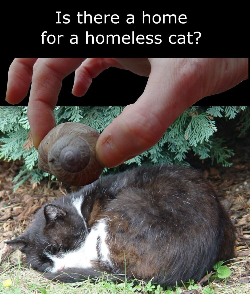 My Cat Is More Famous Than Me