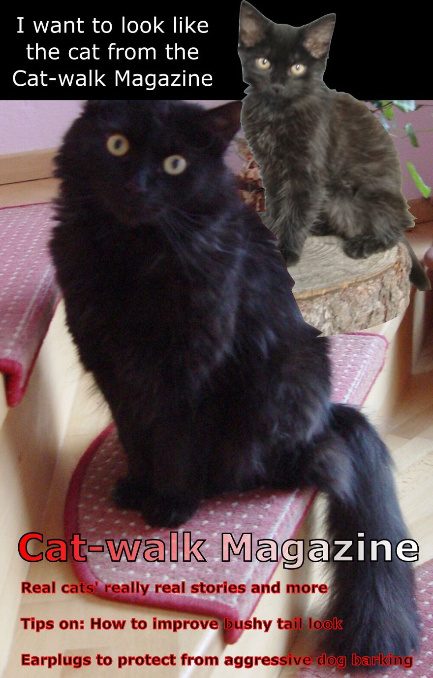 My Cat Is More Famous Than Me