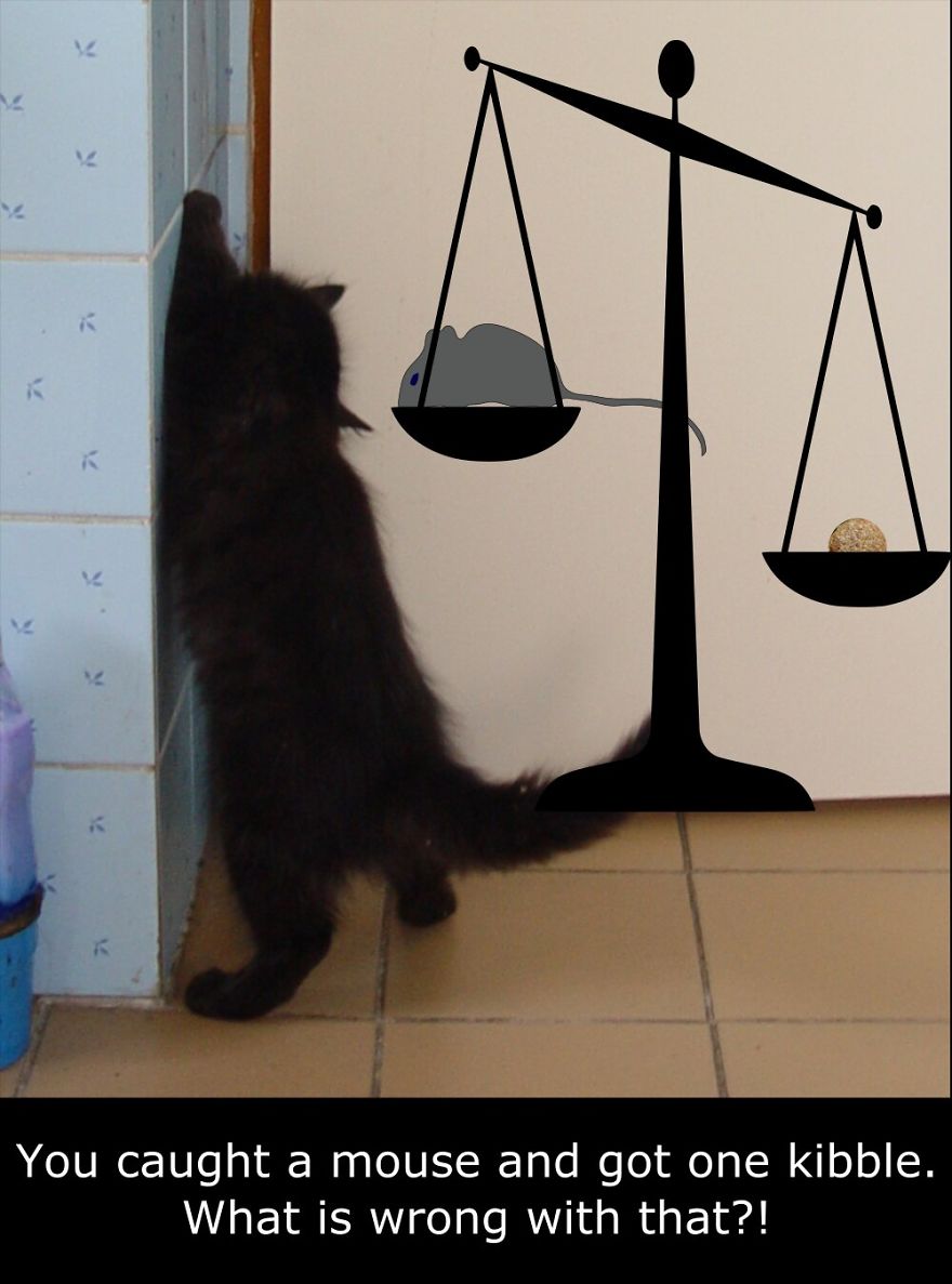 My Cat Is More Famous Than Me