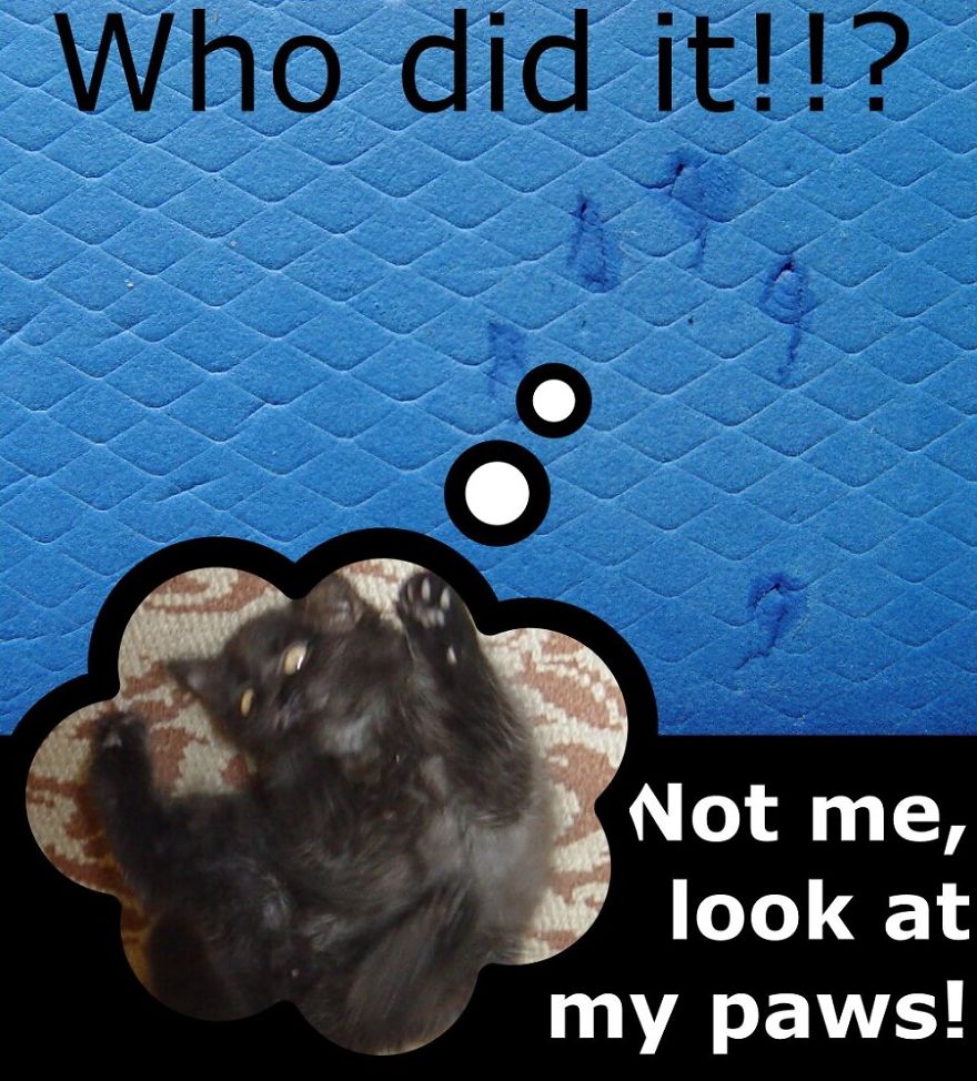 My Cat Is More Famous Than Me