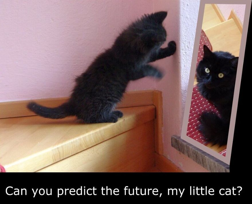 My Cat Is More Famous Than Me