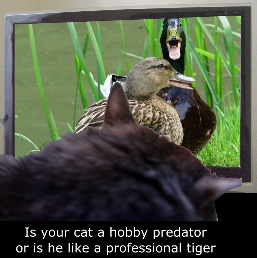 My Cat Is More Famous Than Me