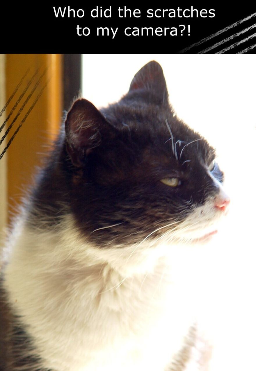 My Cat Is More Famous Than Me