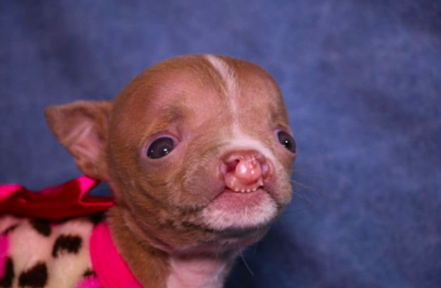 No One Wants This Dog With A Cleft Palette, Except… No One Wants This Dog With A Cleft Palette, Except…