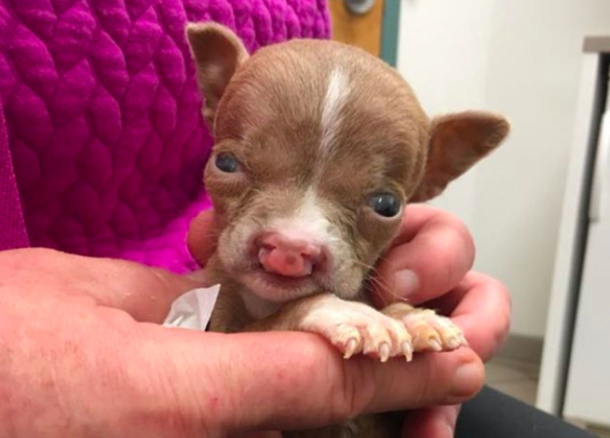 No One Wants This Dog With A Cleft Palette, Except…