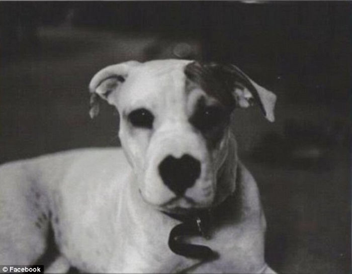 Photo Of A Senior Dog’s Last Car Ride Touches The Heart Of Millions Photo Of A Senior Dog’s Last Car Ride Touches The Heart Of Millions