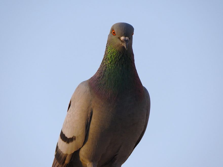 Started Shooting On My Rooftop Near Sunset For 4 Months And Got Amazing Silhouettes