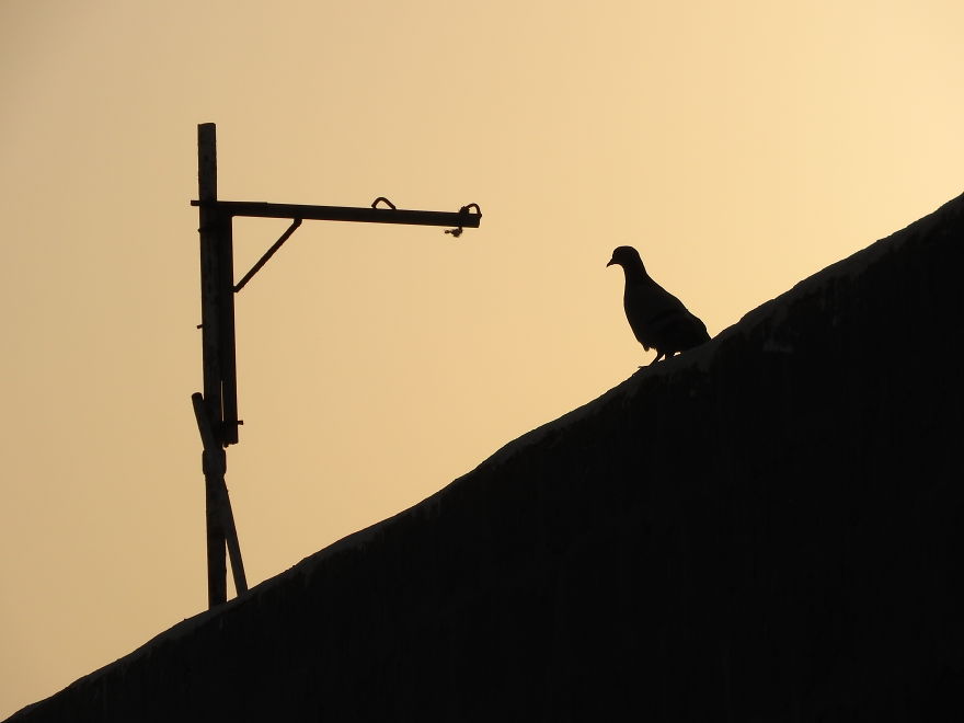 Started Shooting On My Rooftop Near Sunset For 4 Months And Got Amazing Silhouettes