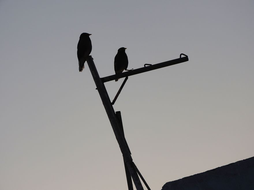 Started Shooting On My Rooftop Near Sunset For 4 Months And Got Amazing Silhouettes