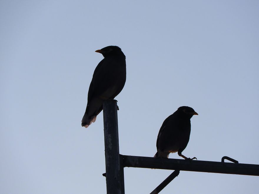 Started Shooting On My Rooftop Near Sunset For 4 Months And Got Amazing Silhouettes