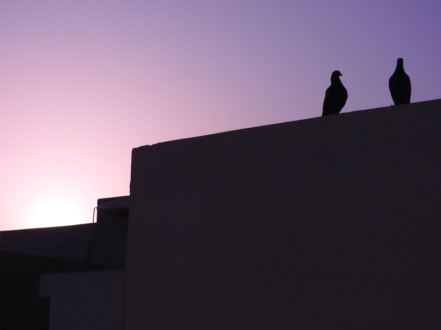 Started Shooting On My Rooftop Near Sunset For 4 Months And Got Amazing Silhouettes