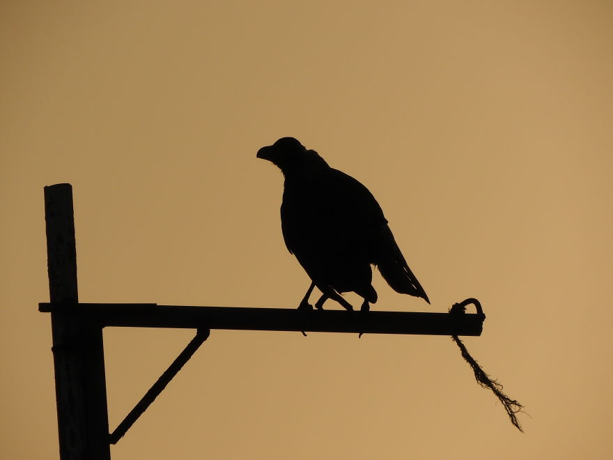 Started Shooting On My Rooftop Near Sunset For 4 Months And Got Amazing Silhouettes