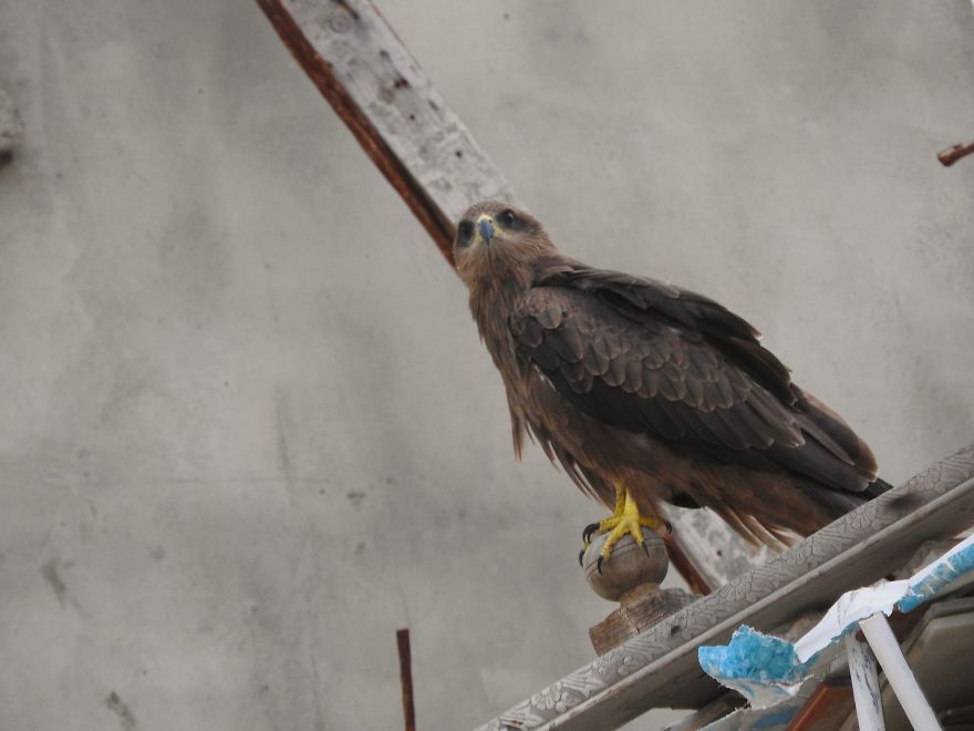 Started Shooting On My Rooftop Near Sunset For 4 Months And Got Amazing Silhouettes