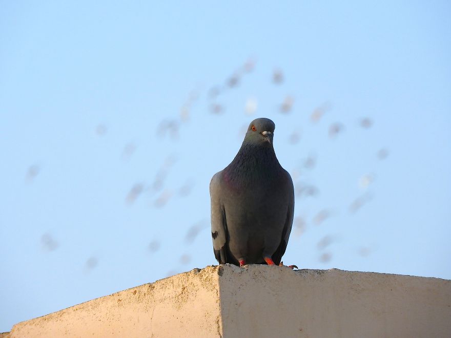 Started Shooting On My Rooftop Near Sunset For 4 Months And Got Amazing Silhouettes