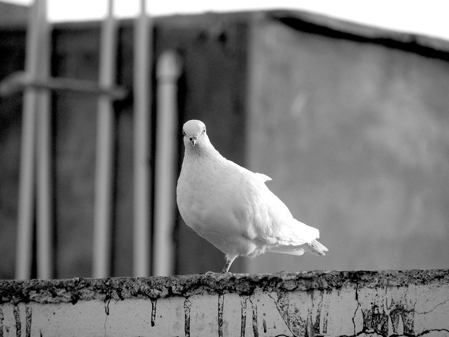 Started Shooting On My Rooftop Near Sunset For 4 Months And Got Amazing Silhouettes
