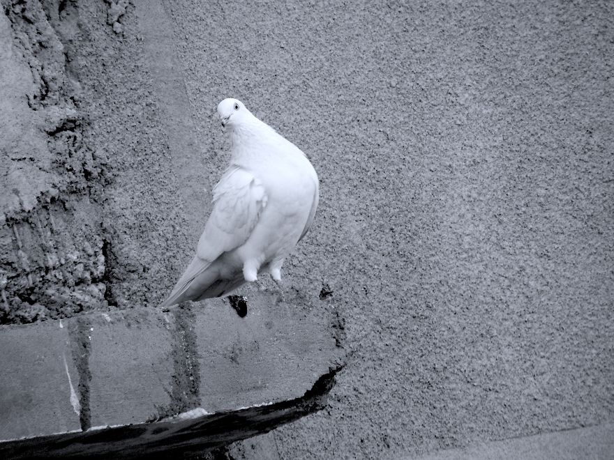 Started Shooting On My Rooftop Near Sunset For 4 Months And Got Amazing Silhouettes