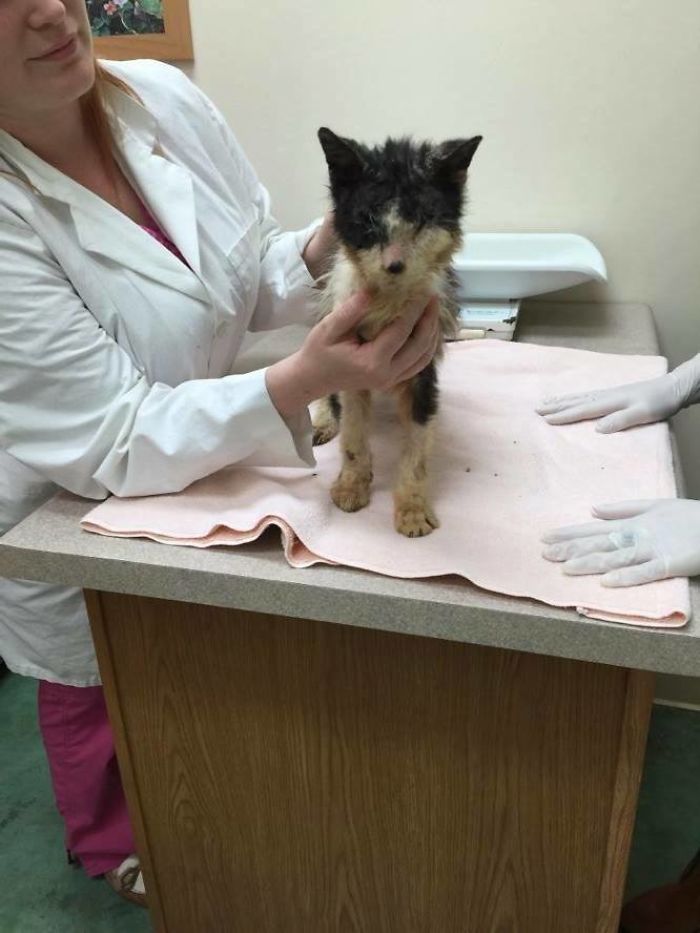 A Sick Cat Close To Death Was Given A Second Chance To Live A Sick Cat Close To Death Was Given A Second Chance To Live
