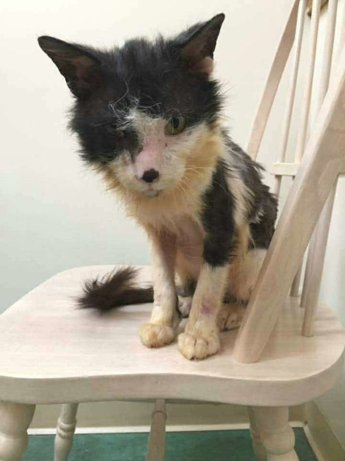 A Sick Cat Close To Death Was Given A Second Chance To Live
