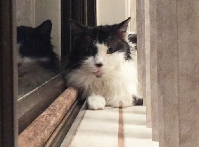 A Sick Cat Close To Death Was Given A Second Chance To Live A Sick Cat Close To Death Was Given A Second Chance To Live