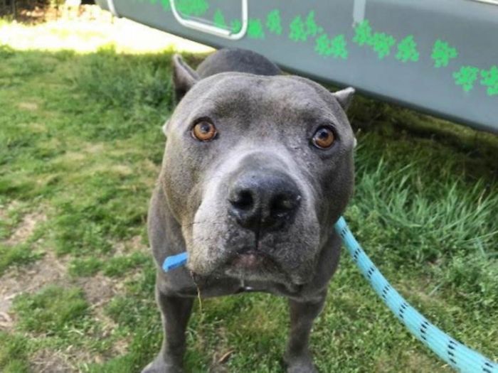 Blind Dachshund And His Guide Dog Pit Bull Finally Reunited After They Were Split Up During Adoption