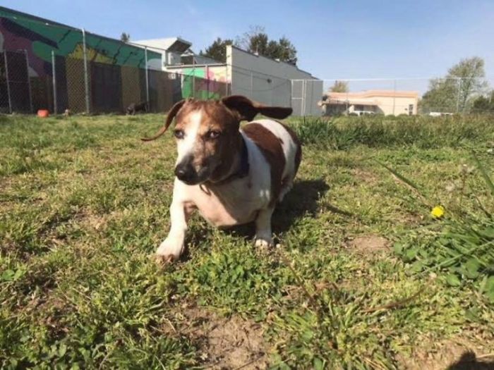Blind Dachshund And His Guide Dog Pit Bull Finally Reunited After They Were Split Up During Adoption