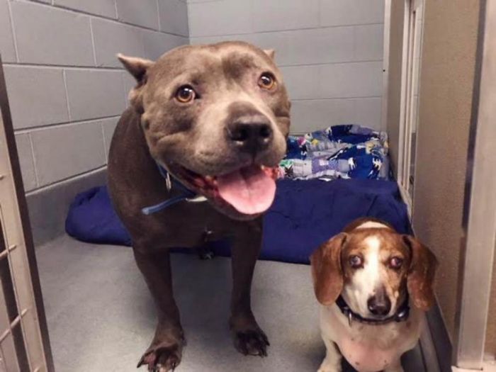 Blind Dachshund And His Guide Dog Pit Bull Finally Reunited After They Were Split Up During Adoption