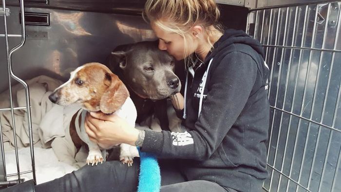 Blind Dachshund And His Guide Dog Pit Bull Finally Reunited After They Were Split Up During Adoption