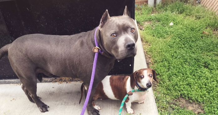 Blind Dachshund And His Guide Dog Pit Bull Finally Reunited After They Were Split Up During Adoption