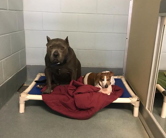 Blind Dachshund And His Guide Dog Pit Bull Finally Reunited After They Were Split Up During Adoption