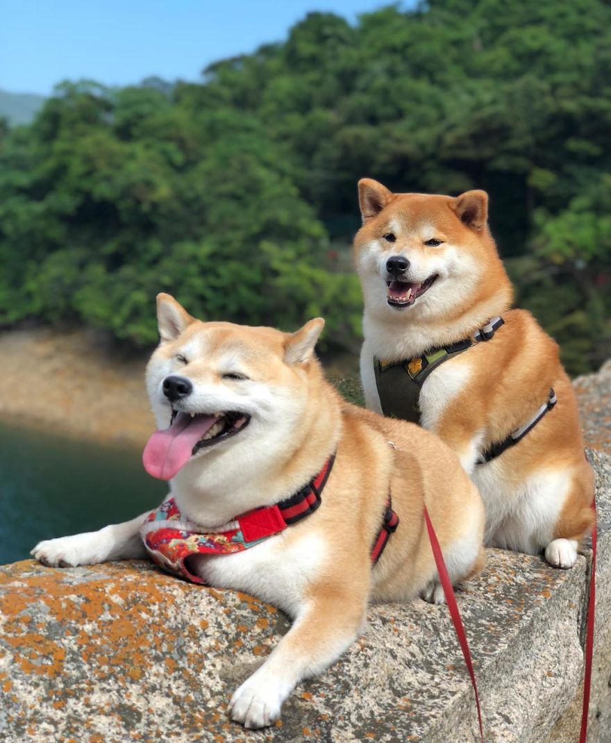 These 2 Cute Shiba Inu Puppies Are Capturing The World
