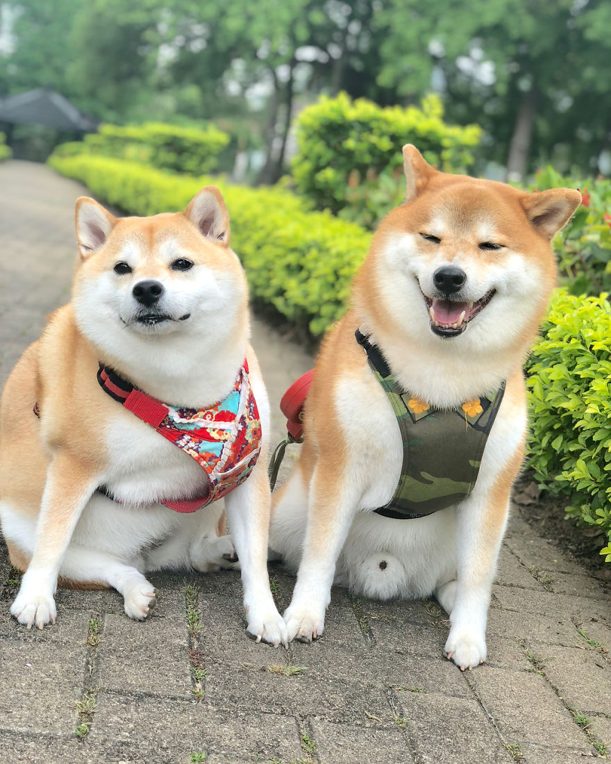 These 2 Cute Shiba Inu Puppies Are Capturing The World These 2 Cute Shiba Inu Puppies Are Capturing The World