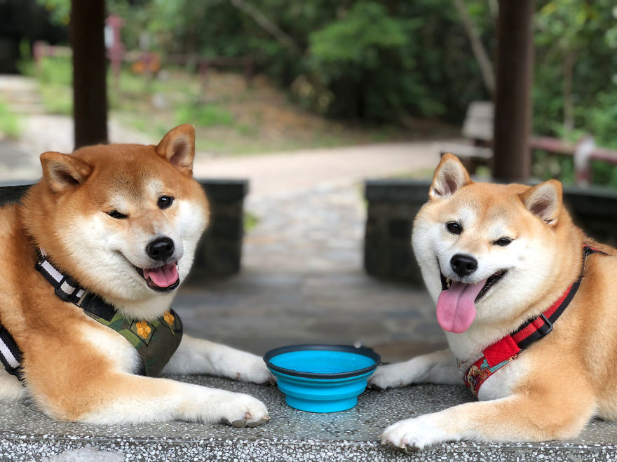 These 2 Cute Shiba Inu Puppies Are Capturing The World