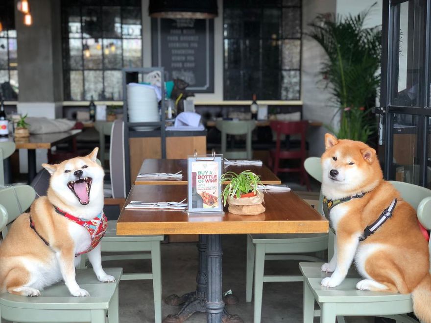 These 2 Cute Shiba Inu Puppies Are Capturing The World