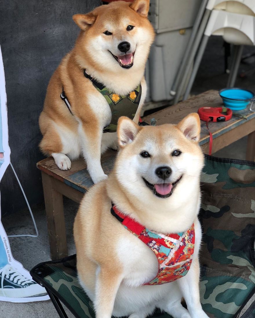These 2 Cute Shiba Inu Puppies Are Capturing The World