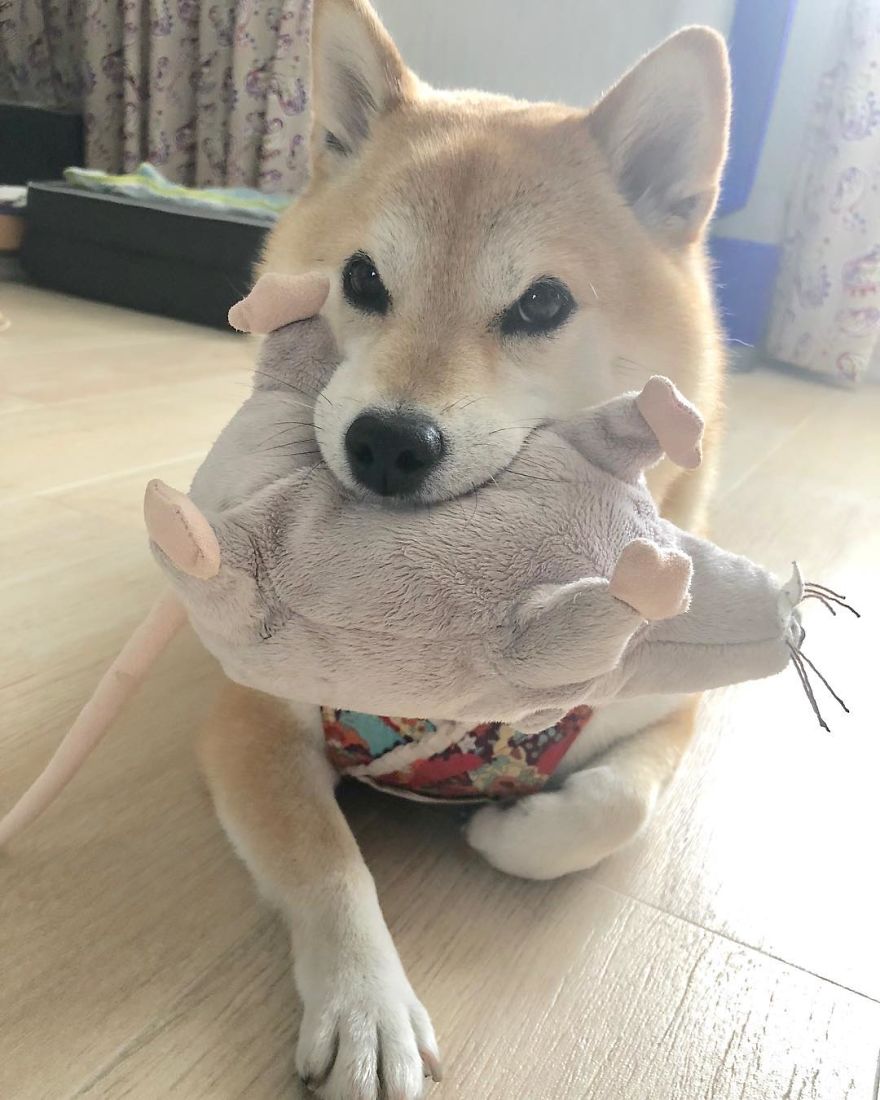 These 2 Cute Shiba Inu Puppies Are Capturing The World These 2 Cute Shiba Inu Puppies Are Capturing The World