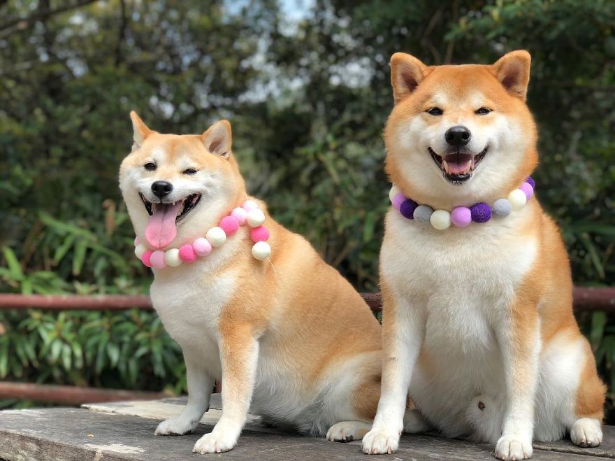 These 2 Cute Shiba Inu Puppies Are Capturing The World These 2 Cute Shiba Inu Puppies Are Capturing The World